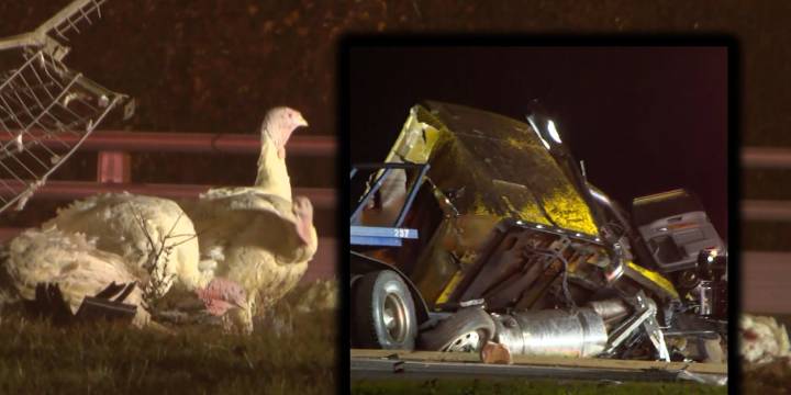 I-77 ramps closed after truck hauling live turkeys crashes in Charlotte