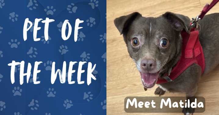Pet of the Week: Meet Matilda!