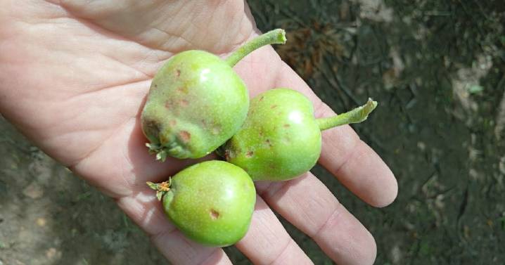 Fruticultura en Río Negro y Neuquén: en 4 puntos, lo que el granizo se llevó (y lo que dejó)