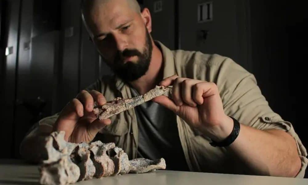 El lagarto depredador gigante descubierto en Brasil era un precursor del cocodrilo