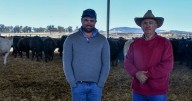 Rainsford family's Braunvieh cattle transformation