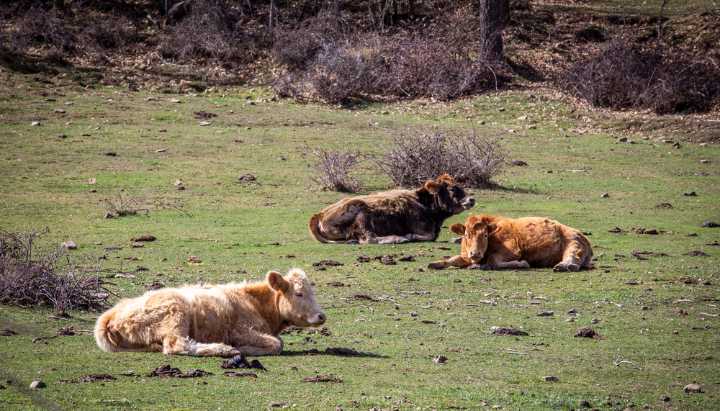 La Rioja suspende ferias ganaderas ante la dermatosis nodular