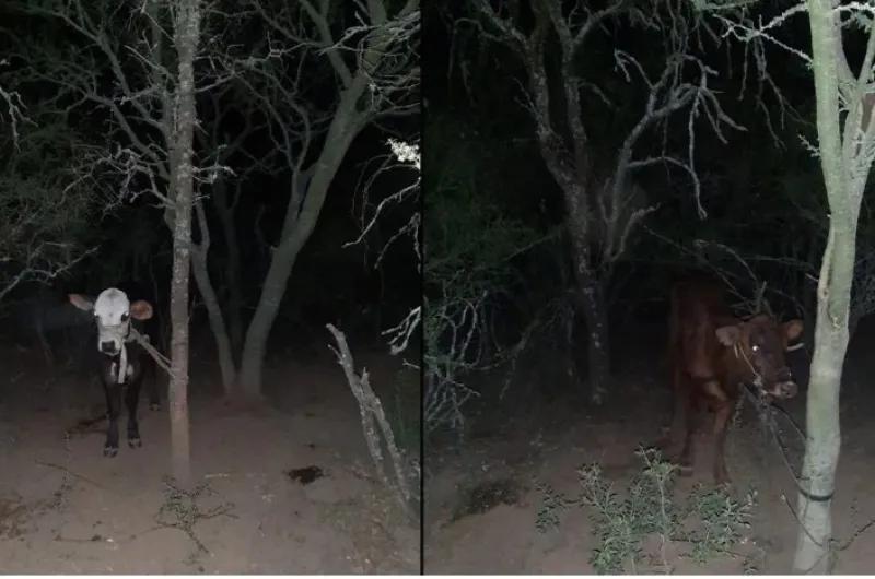 Hallan animales vacunos robados y buscan a cuatreros