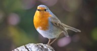 Robins will keep coming back to garden if you leave 1 fruit outside in November