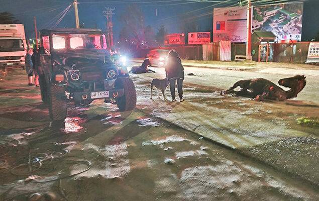 54 acciones judiciales por maltrato y descuido de  animales ha presentado municipio puntarenense