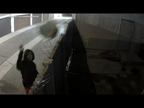 Video shows woman throwing dog over fence in plastic bag in Anaheim