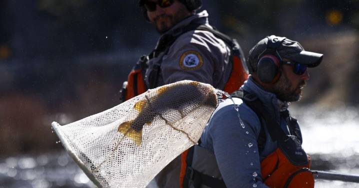 'Zombie fish': Montana State, FWP continue researching trout declines in Big Hole, Ruby and Beaverhead