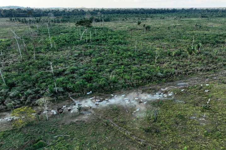 Interpol announces a new global fight against illegal deforestation