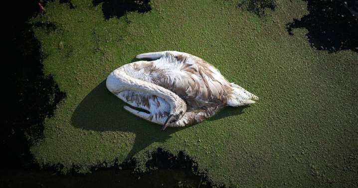 The King's swans at risk as avian flu sparks mass deaths in UK