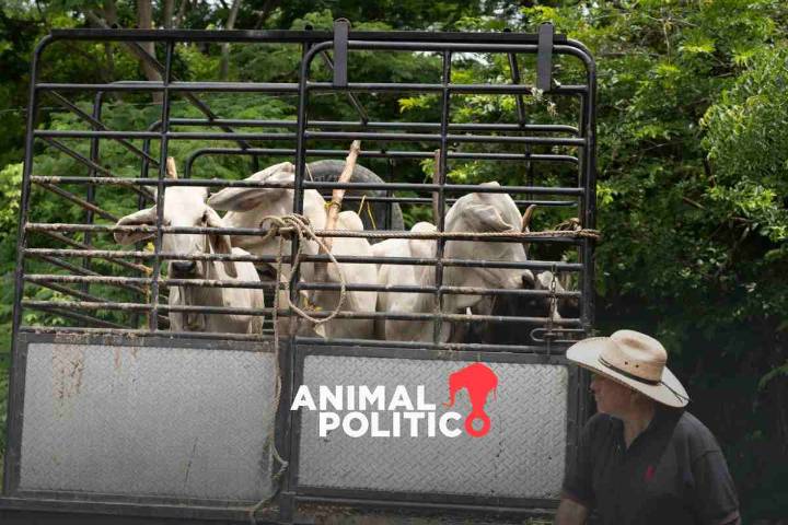 Proyectan ampliar operativo contra gusano barrenador a nivel nacional