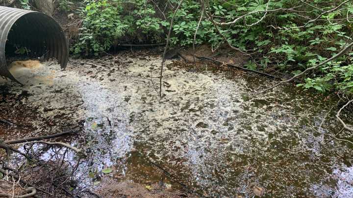 Up North fruit processor polluting local waters, court finds