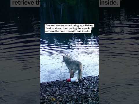 New video shows wolf using tools to steal fish