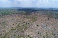 América Latina pierde un 12% de sus bosques secos en la última década