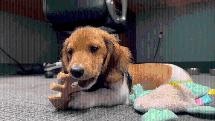 Meet Ruger, the Arkansas Department of Public Safety’s newest K