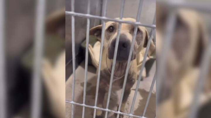 Dog Left Behind At California Shelter Days Away From Giving Birth Guards Her Nest With Quiet Strength
