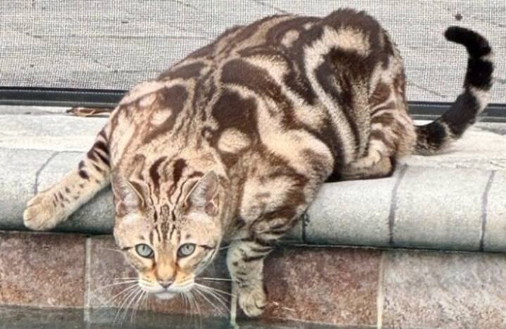 "Like a crime scene": Coyote attack on Winter Park cat causes alarm