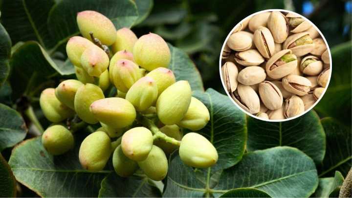Árbol de pistacho: cómo plantarlo, cuidarlo y cuándo da sus primeros frutos