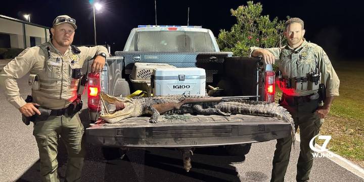 Franklin County man arrested for alligator poaching in Tate’s Hell