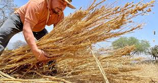 AGRICULTURA reitera la invitación a las y los productores a continuar acudiendo a los CADER