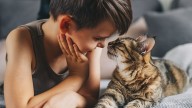 8 child-friendly cat breeds that will settle easily into busy households