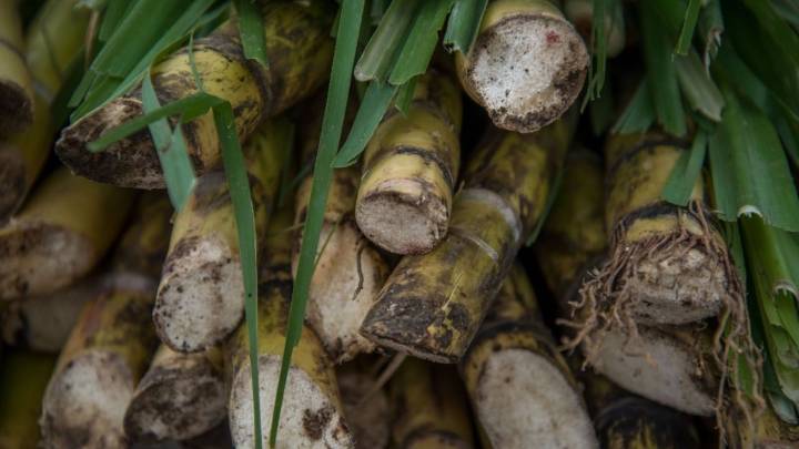 México impone arancel de hasta 210 por ciento a las importaciones de azúcar