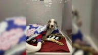Indiana Great Dane Who Could Barely Stand Finds Strength And Joy After Rescue