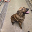 Pit Bulls Are Back: Prince George’s County Finally Lifts Longtime Ban After 27 Years