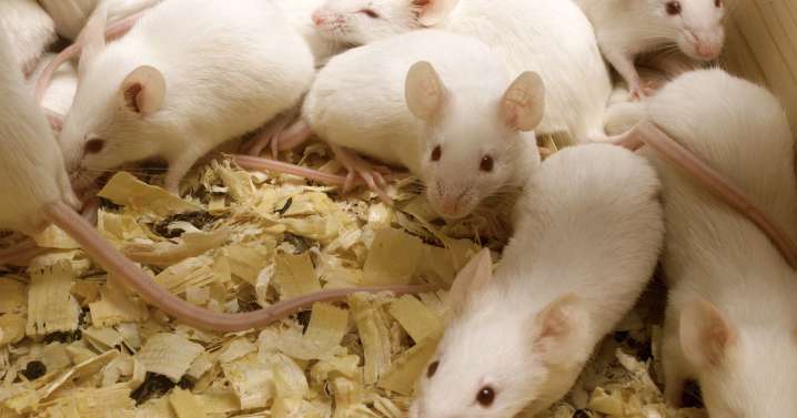 Descubren cómo modificar recuerdos en ratones mediante edición genética