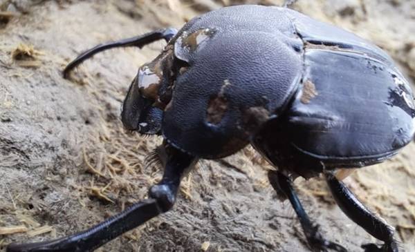 El papel clave de los escarabajos en la ganadería argentina