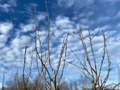 Here's how to prepare your plants for winter