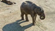 National Zoo Says Elephant Is Expecting A Calf For The 1st Time In 25 Years