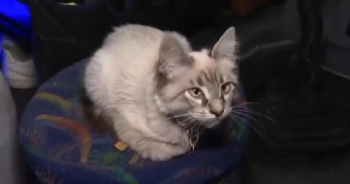 Zafiro, el famoso gato microbusero de Puebla, fue localizado sano