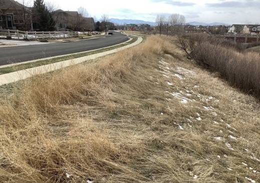 Fort Collins HOA proposes use of hogs to control tumbleweeds