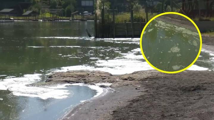 "Ineficiencia de las autoridades": Perro murió tras bañarse en el lago Vichuquén y vecinos acusan que Seremi no ha hecho estudios