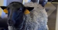 Bewildered MP left floored as he spots 'sheep wearing a nappy' on train