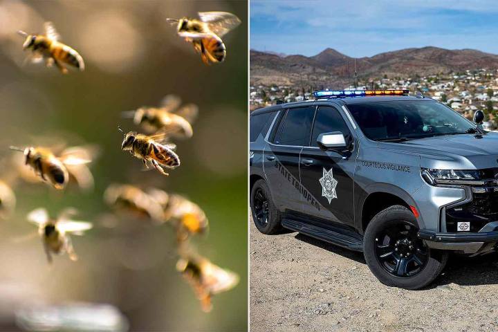 Pedestrian Killed in Freak Accident After Swarm of Bees Stung Driver, Causing Crash