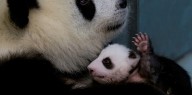 La "diplomacia del panda": Japón está a punto de perder un jugoso negocio