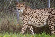 Litter of 4 cheetah cubs born at Smithsonian’s Front Royal Zoo