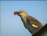 Brooklyn Bird Watch: Birds, Astronauts and Dinosaurs