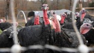 From talking turkey and more, local farmer shares about raising turkeys