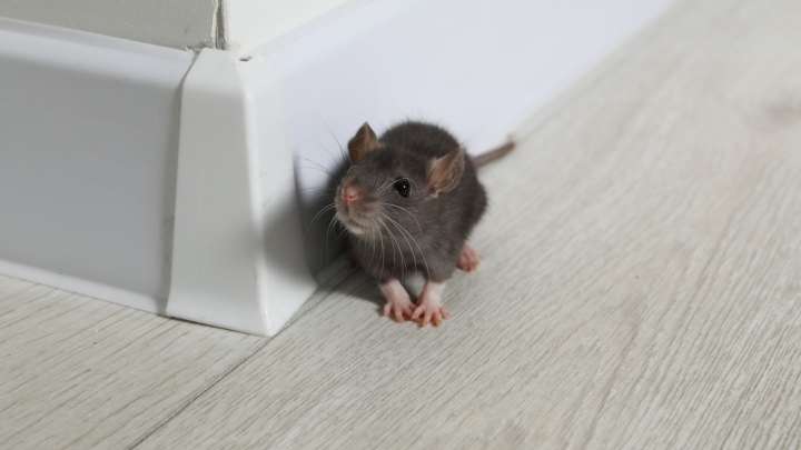 Seasonal Clutter Could Be Attracting Mice To Your Home In The Winter