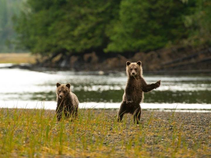 Grizzly bears in B.C.: What you need to know