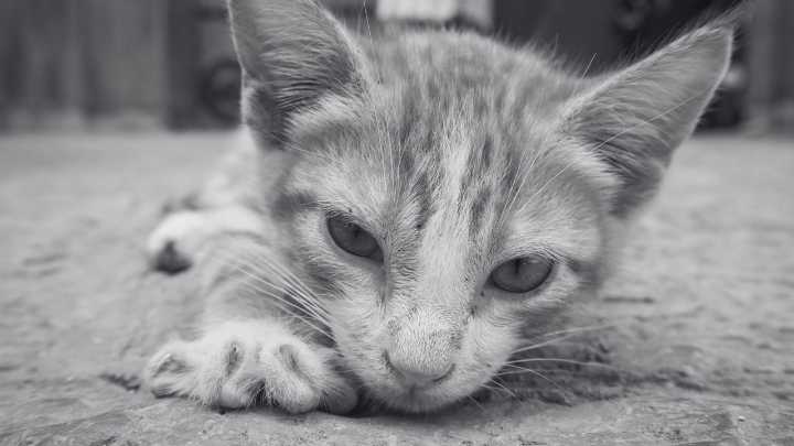 Gato estaría siendo maltratado en la base militar de Tolemaida: estarían apostando su vida, según denuncia