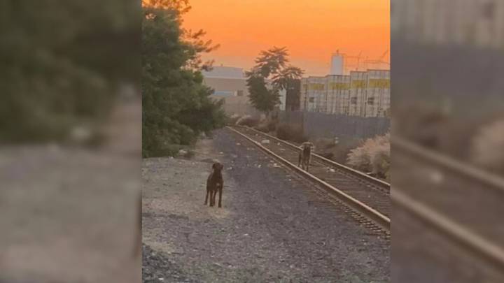 Abandoned Dogs Refuse To Leave Dangerous Train Tracks In California In Case Their Owner Returns