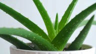 Dónde colocarla una planta de aloe vera para proteger la energía personal, según la espiritualidad