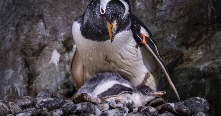 BioPark welcomes penguin chick; second baby penguin to hatch at zoo since 2019