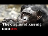 Where did kissing come from?