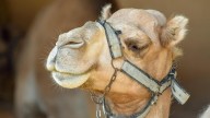 Camels could be key to future treatment of brain disorders, Alzheimer’s, psychiatric conditions