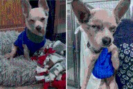 Foster Mom Thinks Her Deaf, Toothless Dog Is Near Death