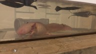 Why releasing axolotl in Erie waters is detrimental to the environment